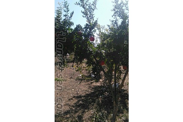Ataköy Köyü satlık Alışverış ilan ver