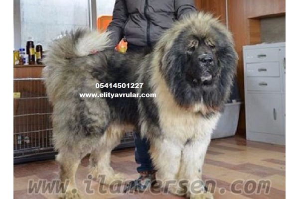 Altınşehir Mah. köpek ilanı ver