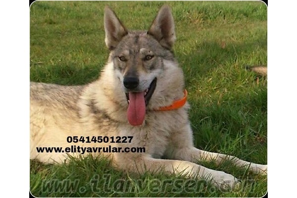 Altınşehir Mah. köpek ilanı