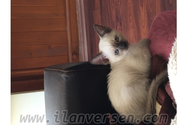 Aşağı Öveçler Mah. kedi ilanı