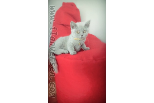 kedi British shorthair fiyatları