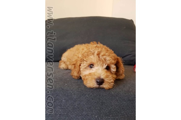 Poodle yaş 3-6 Aylık