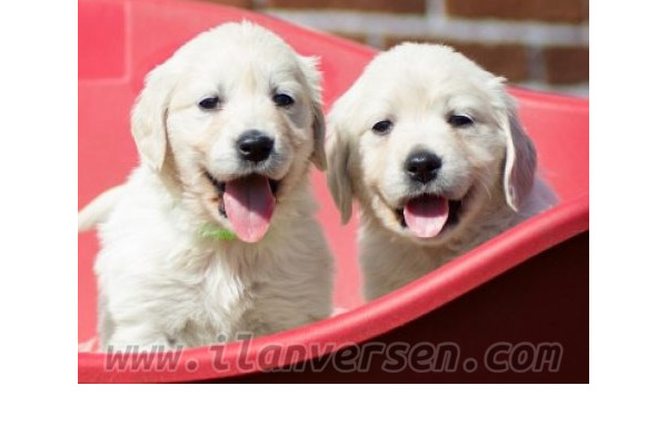 Golden retriever yaş 6-12 Aylık