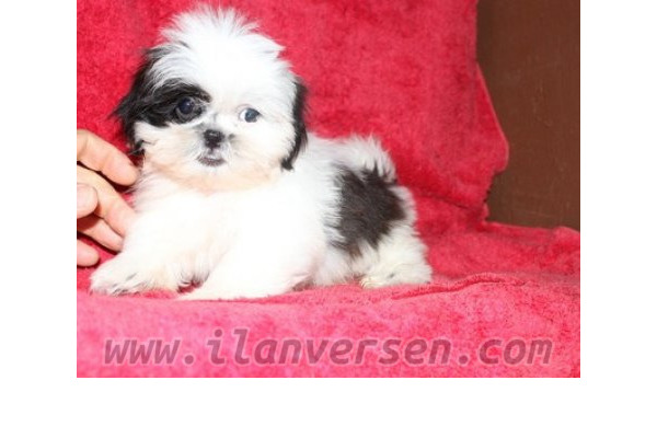 Shih-Tzu 1 TL Tantavi Mah.