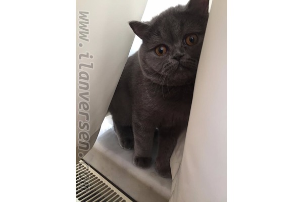British shorthair Sahibinden Bahçeleriçi Mah.
