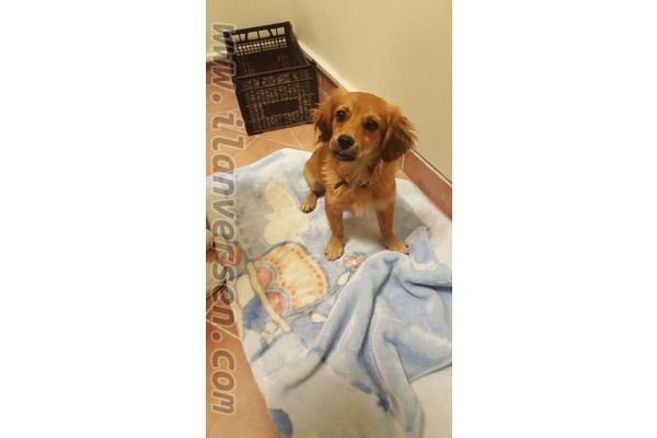 Diğer köpek ırkı 0 TL Avsallar