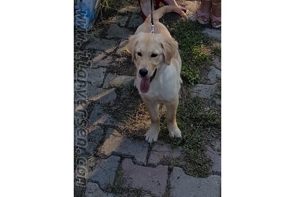 Dişi köpek Selimpaşa Merkez Mah.