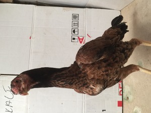 satılık hint tavukları Arıcaklı Köyü hayvanlar ilanları