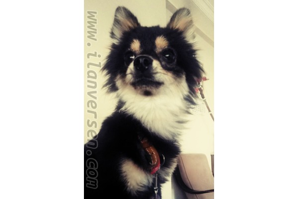 Cumhuriyet Mah. Pomeranian ilanları