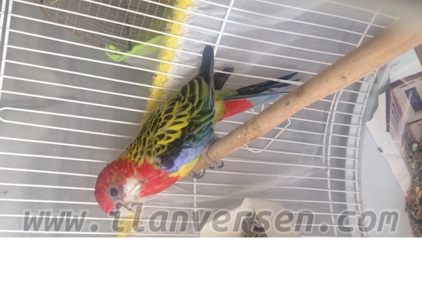 Sahibinden Rosella papağanı Papağan fiyatları
