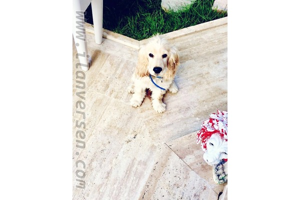 köpek ilanlari Büyükbakkalköy Mah.