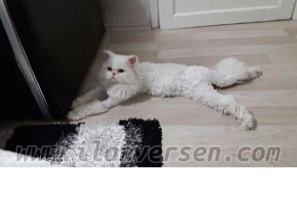 2 kedi Merkez Mah.