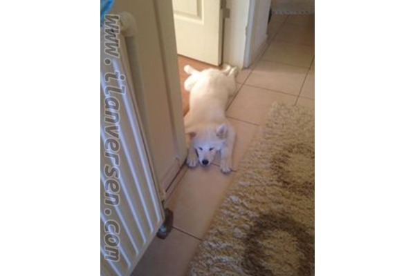 Samoyed yaş 0-3 Aylık Mahkeme Mah.
