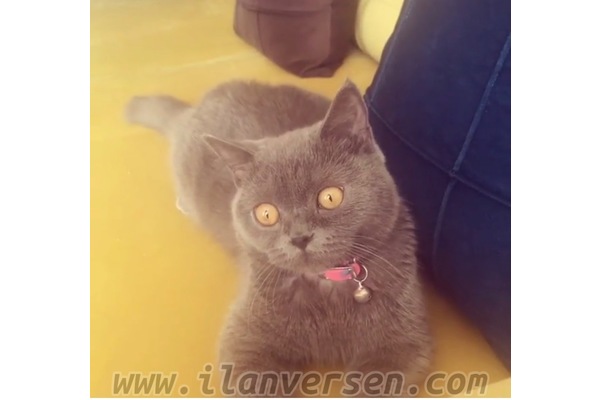 British shorthair Sahibinden Çiftlikköy Mah.