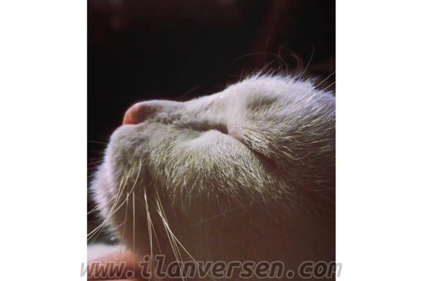 Merkez Mah. kedi fiyatları