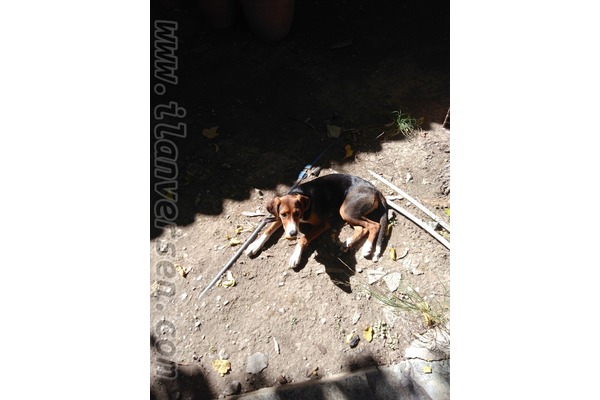 köpek Kopay fiyatları