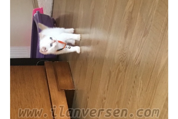 Akşemsettin Mah. kedi ilanları