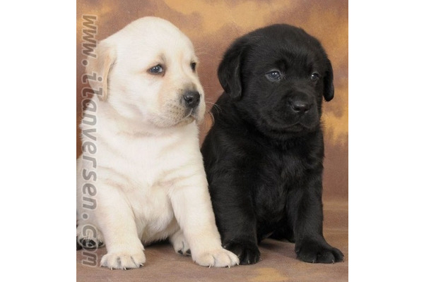 Labrador Dişi ve Erkek Bahçelievler Mah.