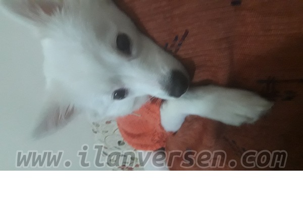 Pomeranian Dişi Sultançiftliği Mah.
