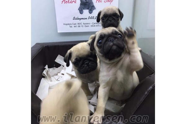 Dişi ve Erkek köpek Ayrancı Mah.