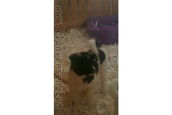 Örnek Mah. köpek ilanları