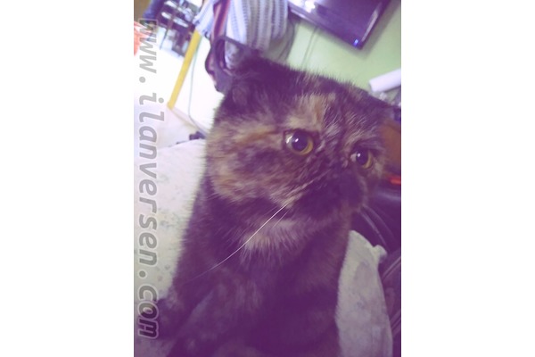 Scottish fold Sahibinden 1 TL