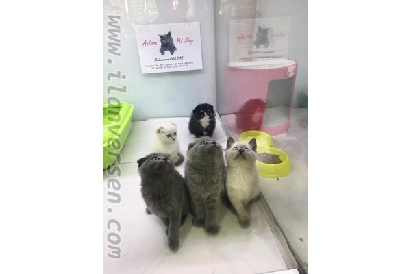 Scottish fold Dişi ve Erkek Ayrancı Mah.