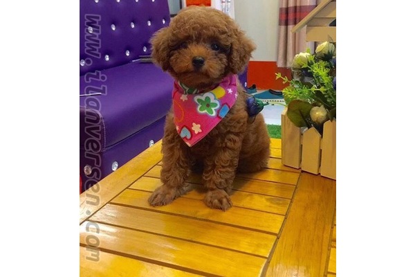 Poodle Dişi ve Erkek köpek