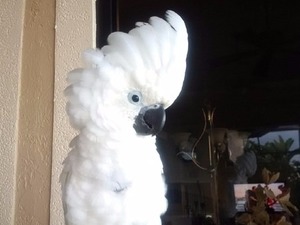 satılık kakadu papağanı Demirci Köyü Papağan ilanı