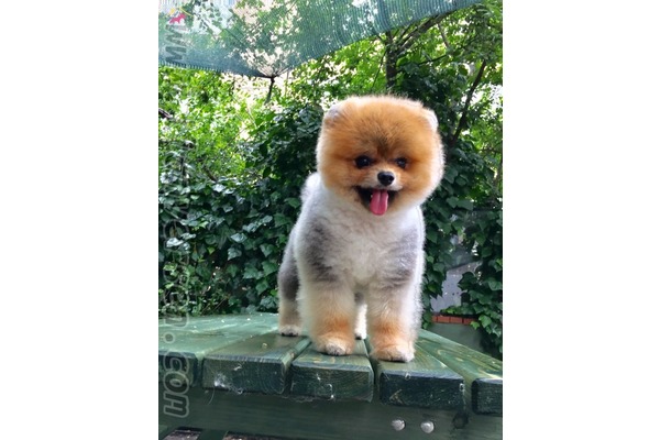 POMERANIAN BOO YAVRUMUZ