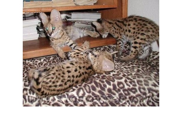 Ali Reis Mah. kedi ilanları