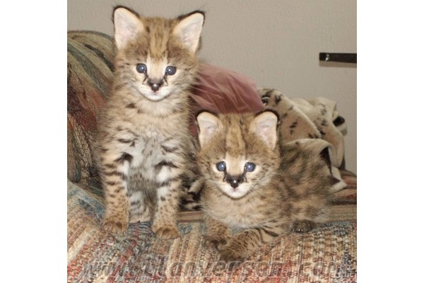 Serval Sahibinden 1000 TL