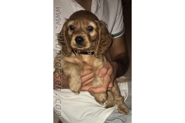 Sümer Mah. köpek ilanı
