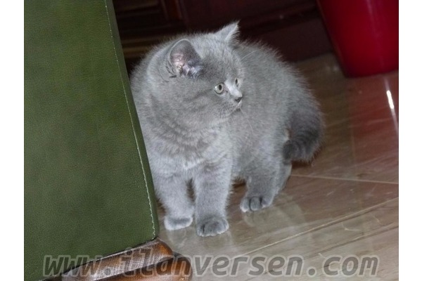 British shorthair Cedit Mah.