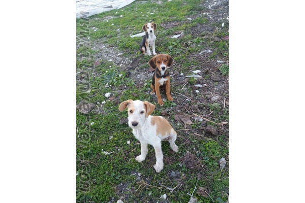Çamlı Köyü köpek ilanı ver