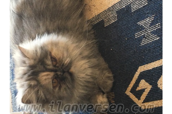 Yenişehir Mah. kedi ilanı