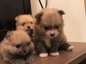 sahibinden köpekler Pomeranian Dişi ve Erkek köpek