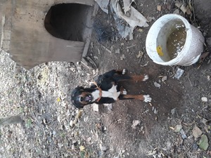 kopay köpekleri Kopay 1500 TL Gökçeler Köyü