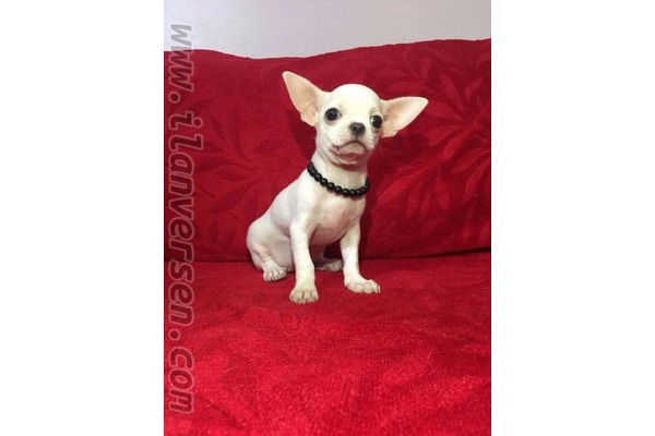 Dişi ve Erkek köpek Ayvansaray Mah.