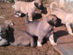 kangalıma Kızılöz Köyü köpek ilanı ver