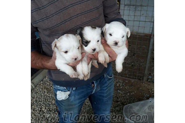 Parazit tedavisi yapılmış Malta terrier