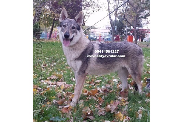 Diğer köpek ırkı Erkek Altınşehir Mah.