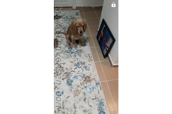 Saray Cumhuriyet Mah. köpek ilanı ver