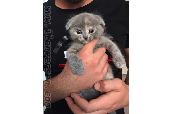 Üniversite Mah. kedi ilanı ver