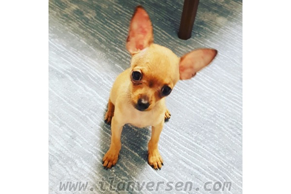 Basın Sitesi köpek ilanları