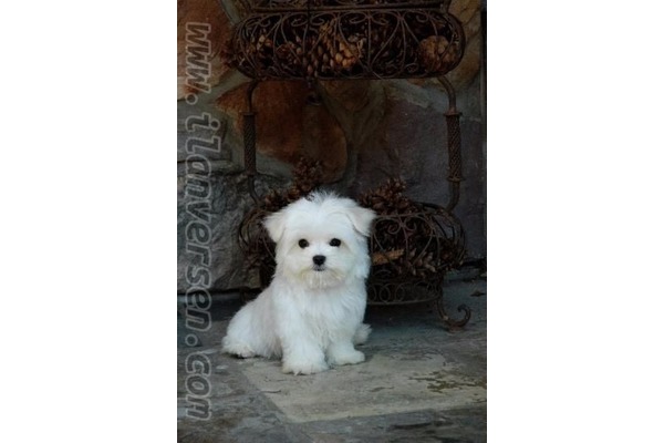 Dişi köpek Çengelköy Mah.