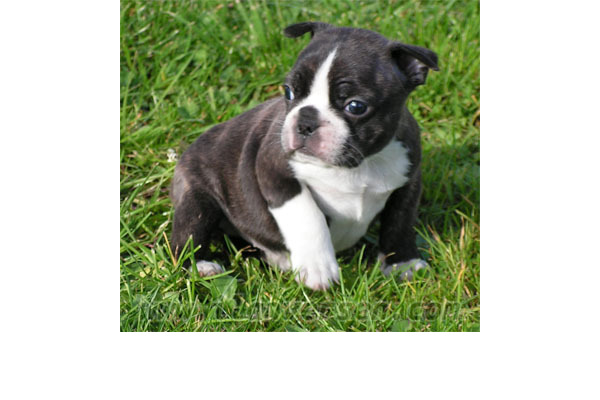 Buldog Başlı Köyü