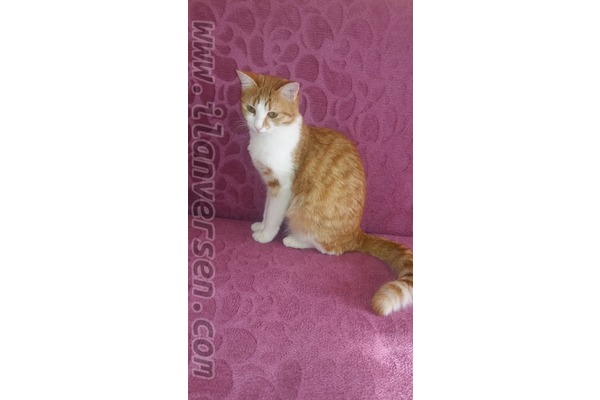 Sarman Dişi kedi