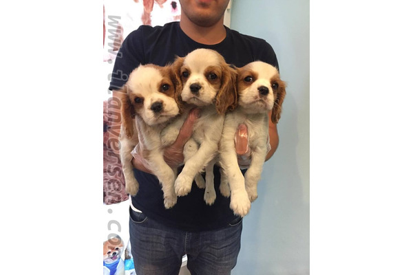 King charles spaniel 2000 TL Selimpaşa Merkez Mah.