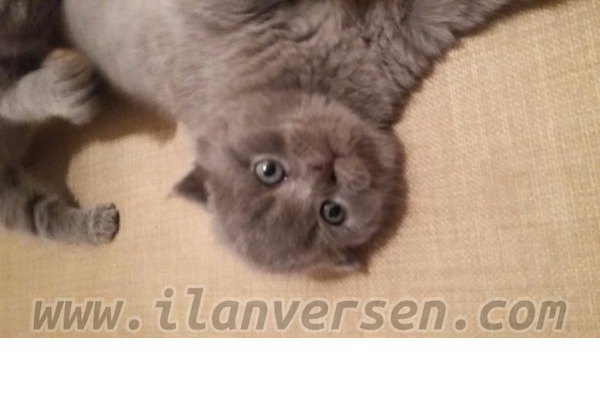 Scottish fold 0-3 Aylık Siteler Mah.